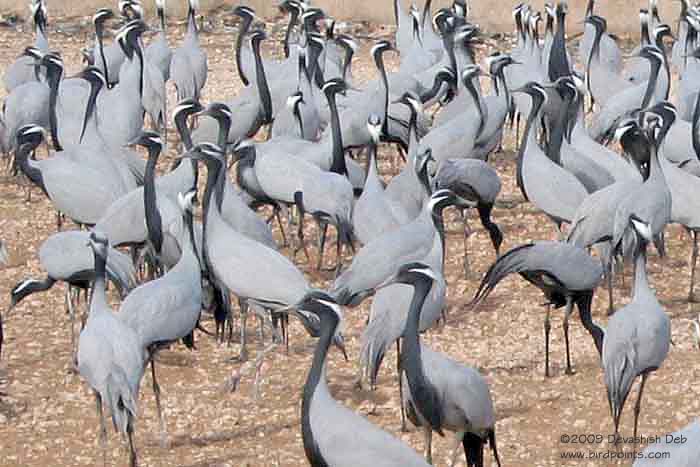 Demoiselle Crane Grus virgo